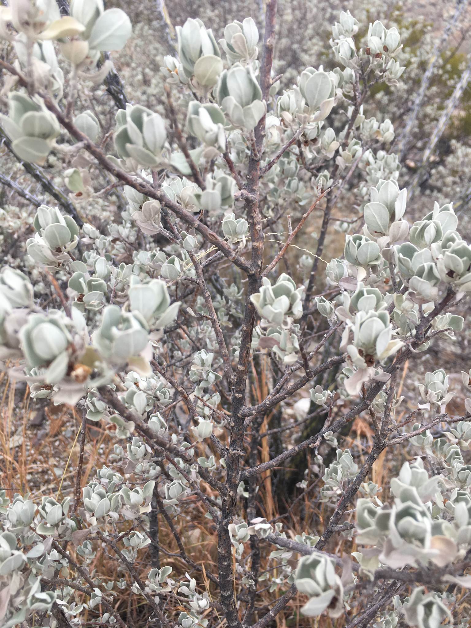 Leucophyllum frutescens